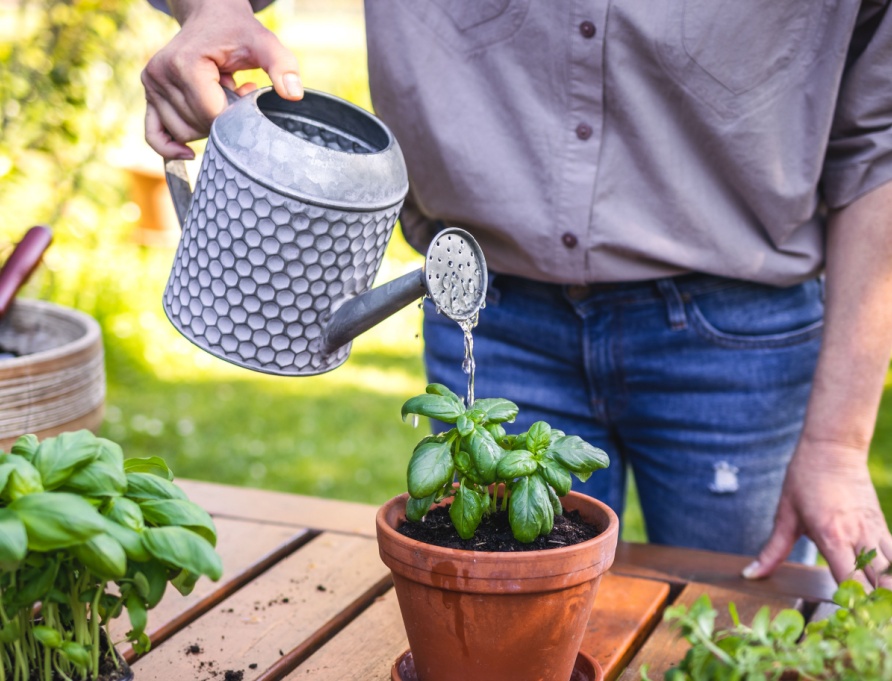 A man watering plants.